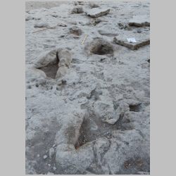 Adult sauropod Ballroom DSCN1446-cr.jpg